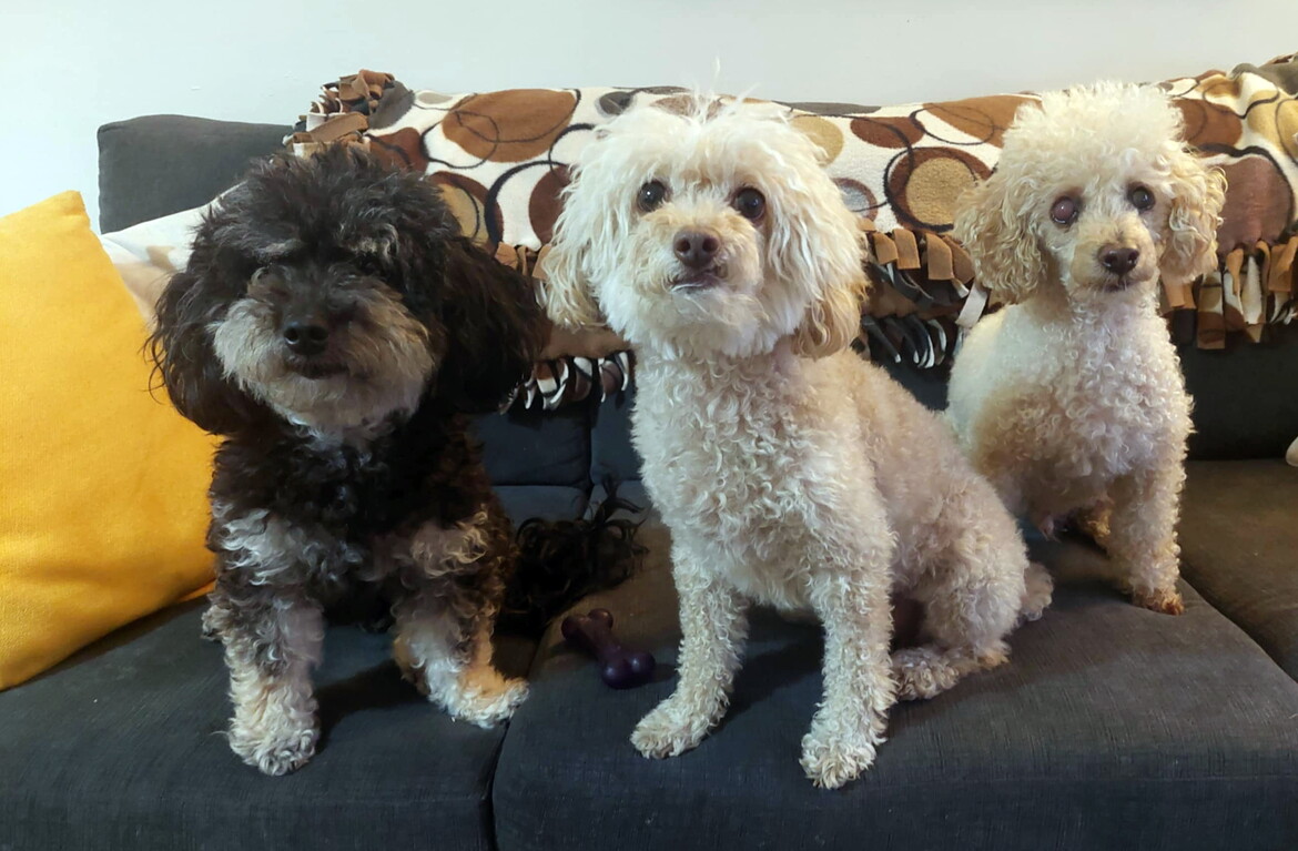 Luna and her new friends