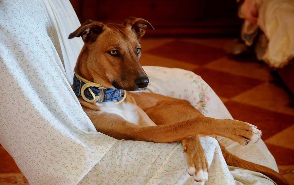 Podenco relaxing at home