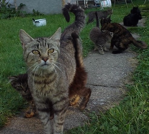 The cat in front is the queen mama cat, all others are her children/grand children