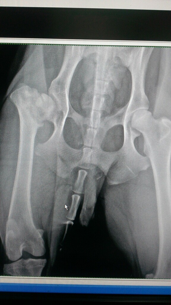 Pepper's Hip X-ray