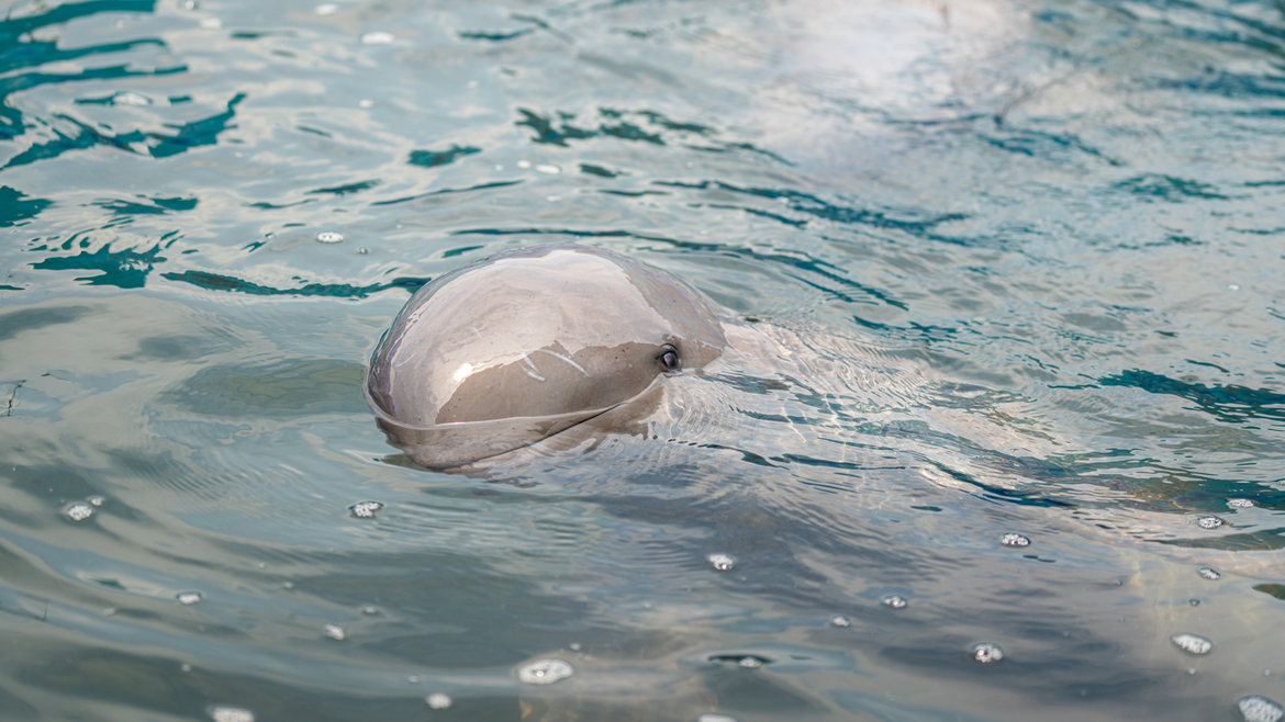 Irrawaddy dolphin