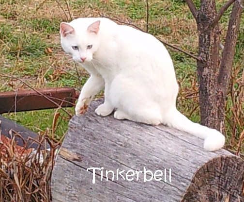 Tinkerbell