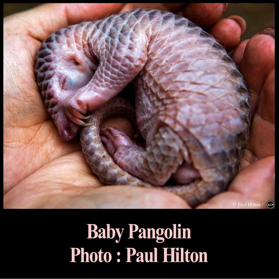 Baby Pangolin, Photo by Paul Hilton