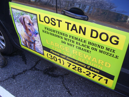 Lost tan dog