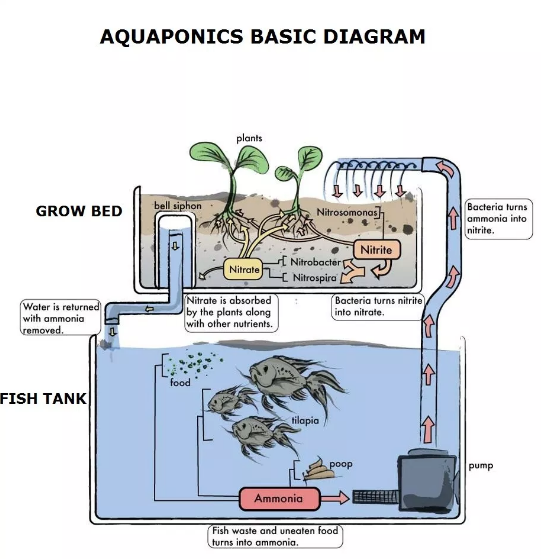 Example of an aquaponics system.