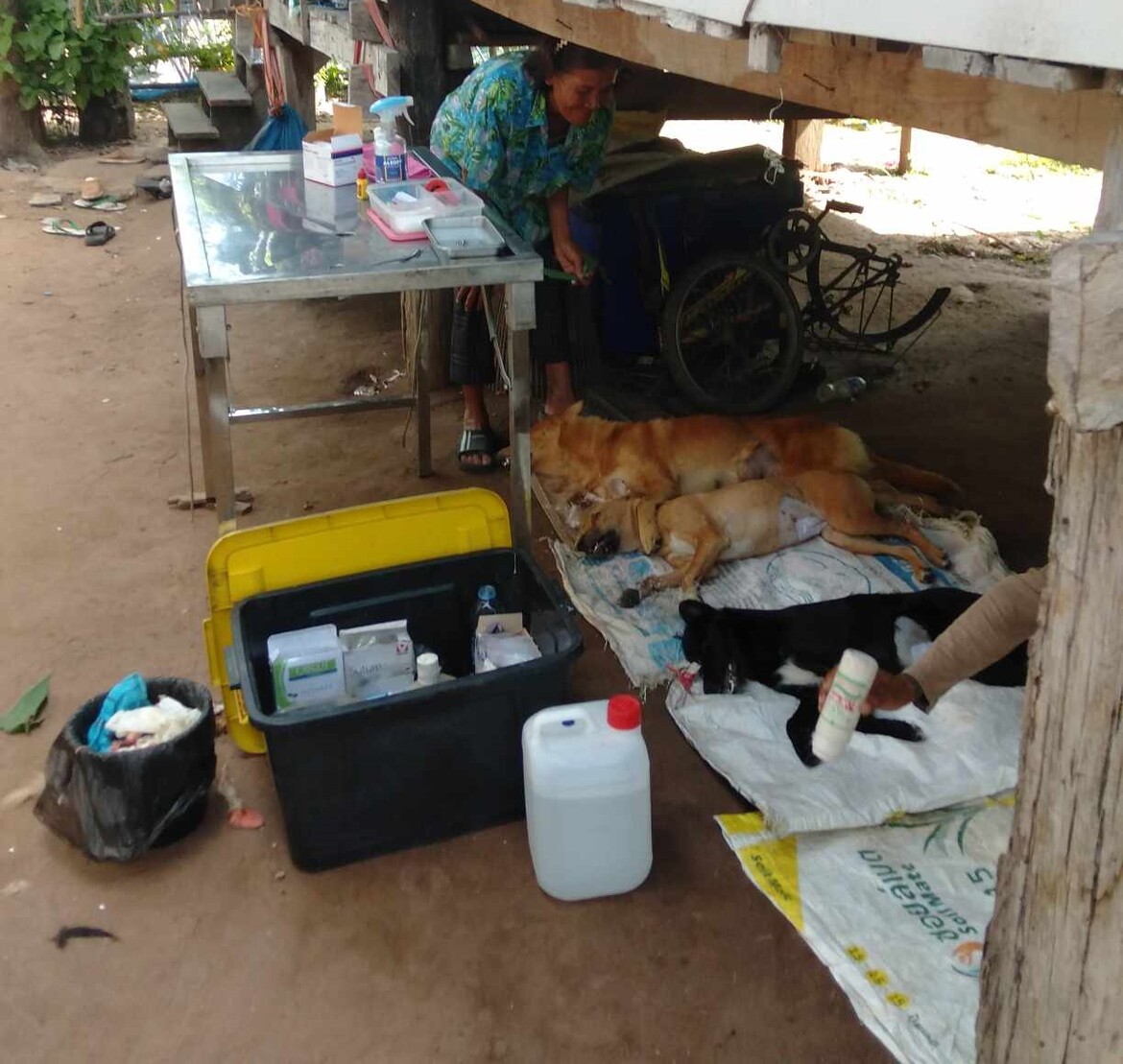 Three neutered dogs at station sleeping after operation