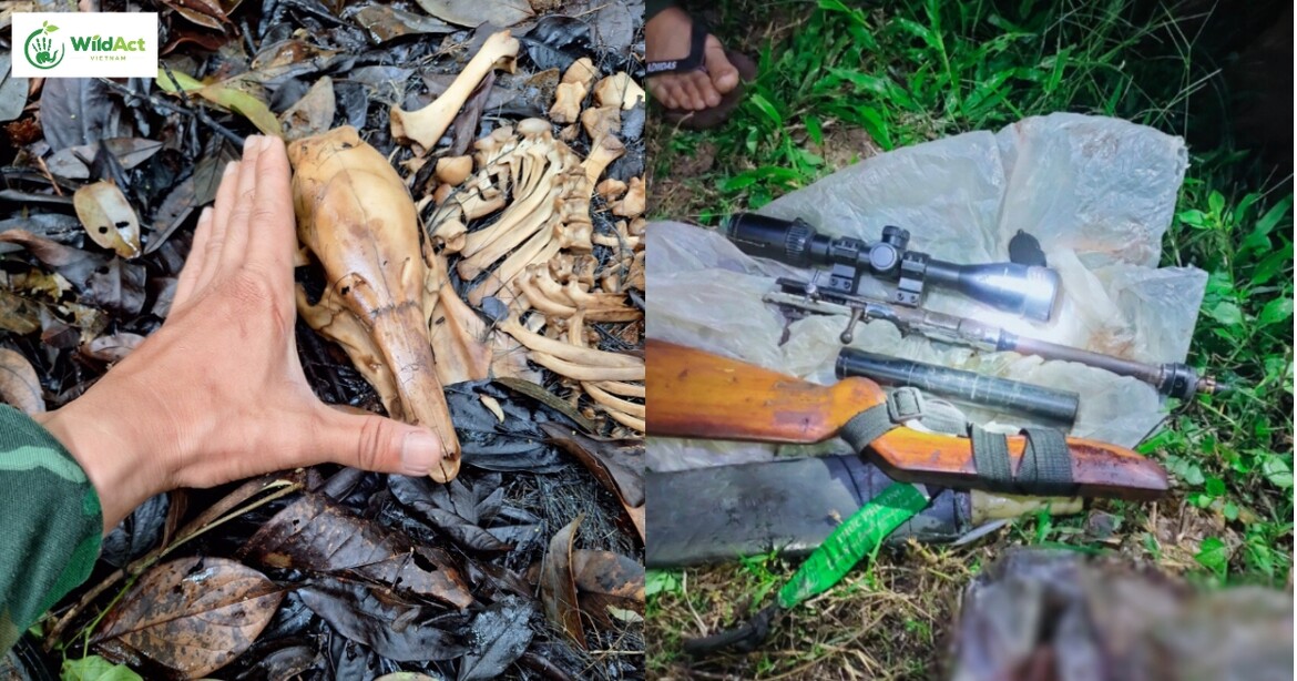 The devastating traces left behind by illegal wildlife hunting — alongside the confiscated traps and tools recovered during the CCT’s high-risk patrols — are stark reminders of the ongoing threat deep within the forest. (© WildAct).