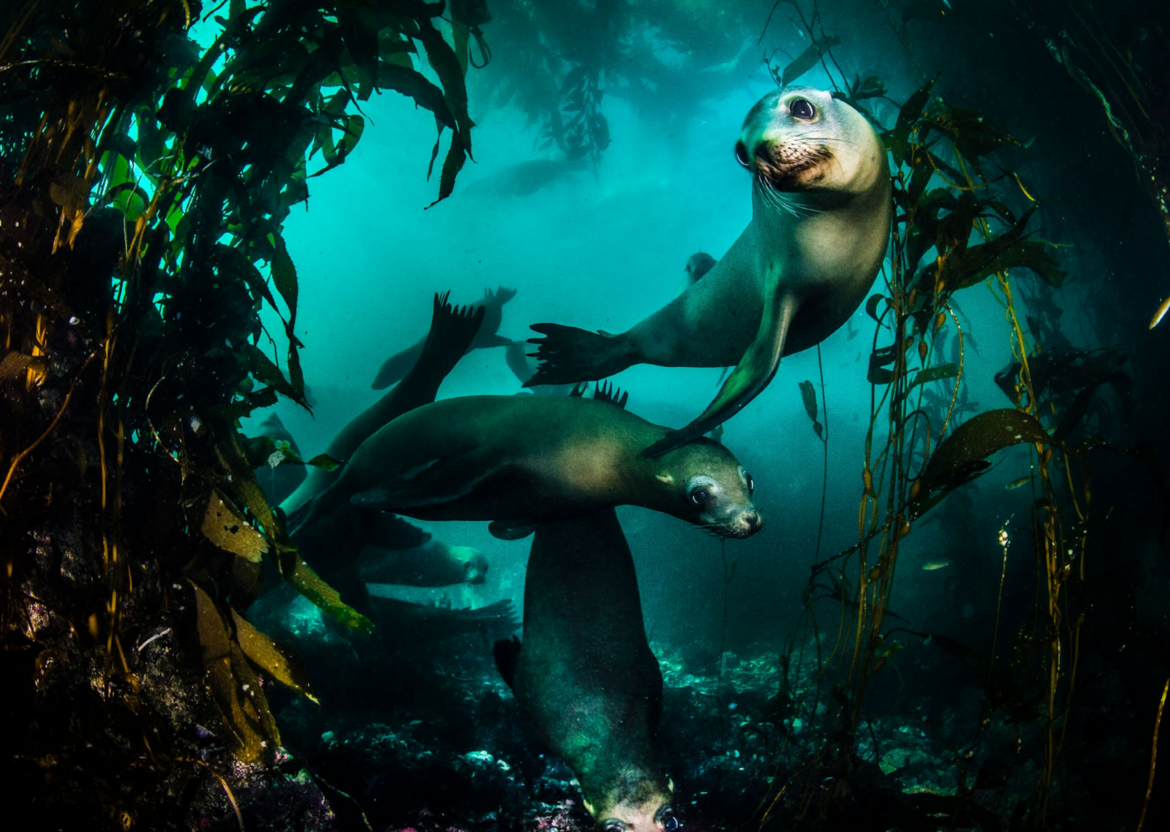 Sea lions in kelp