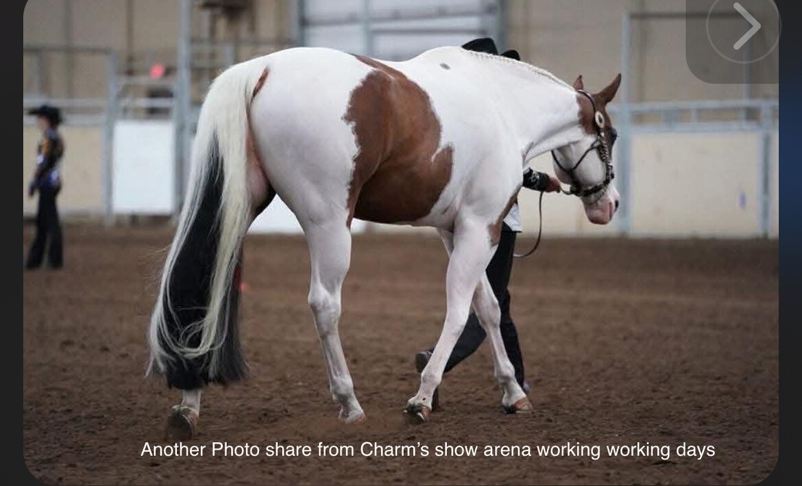 Help retire Charm from Show arena to Healing Sanctuary