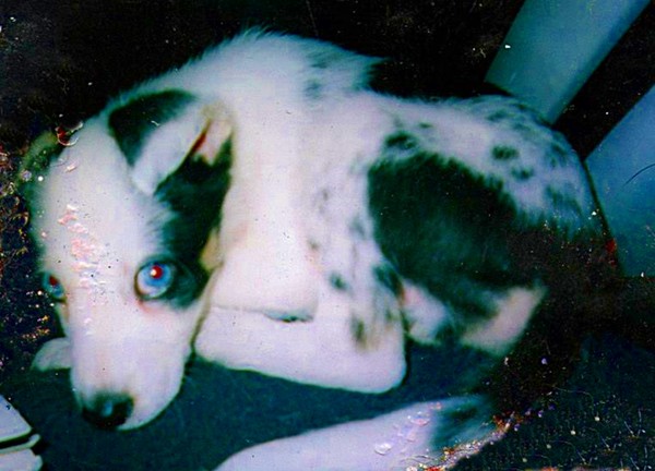 Blue when he was a puppy
