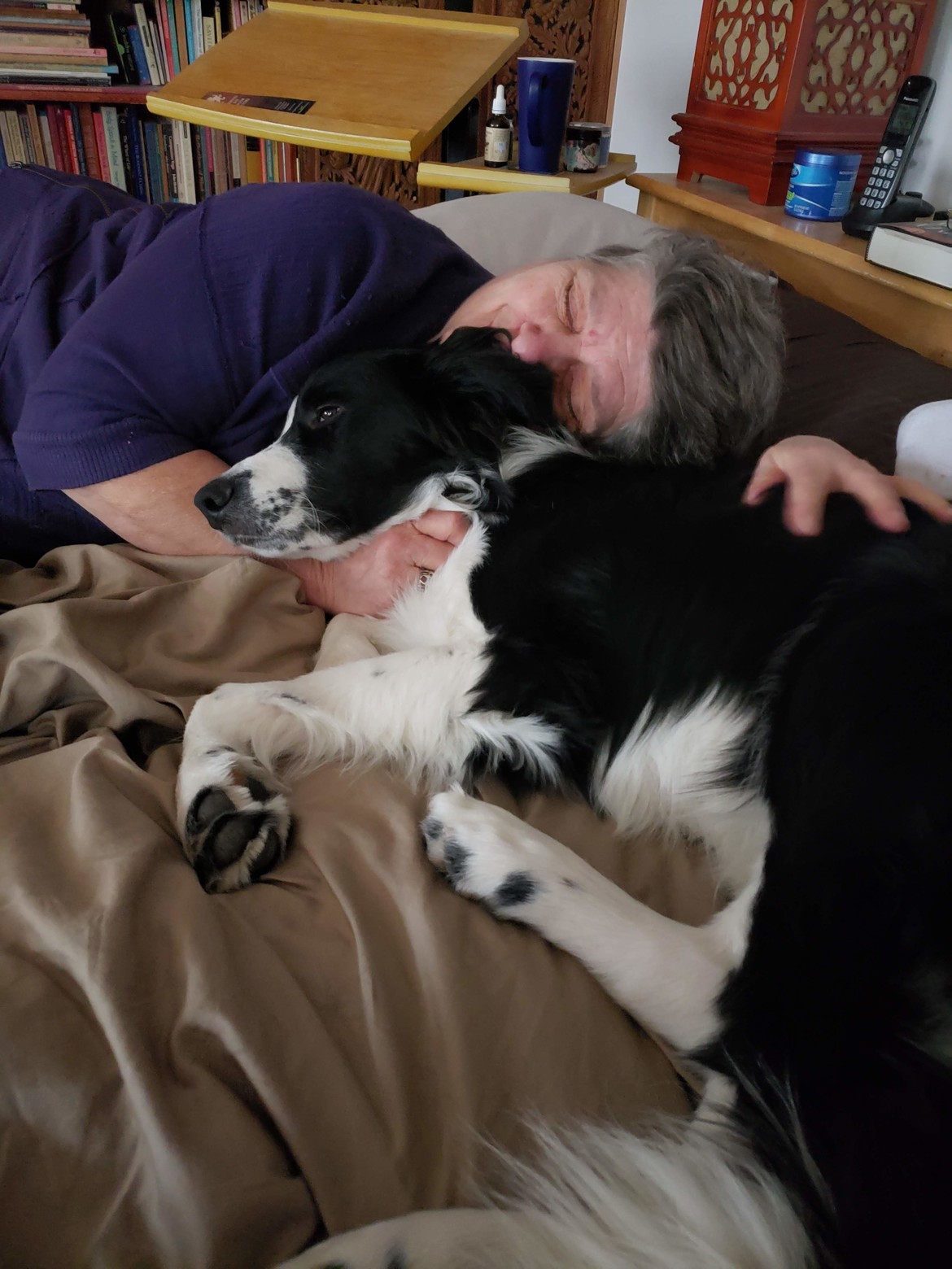 A black and white Border Collie cuddles on the bed with one of his humans.