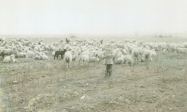 Young - Jesus Sanchez gathering the sheep