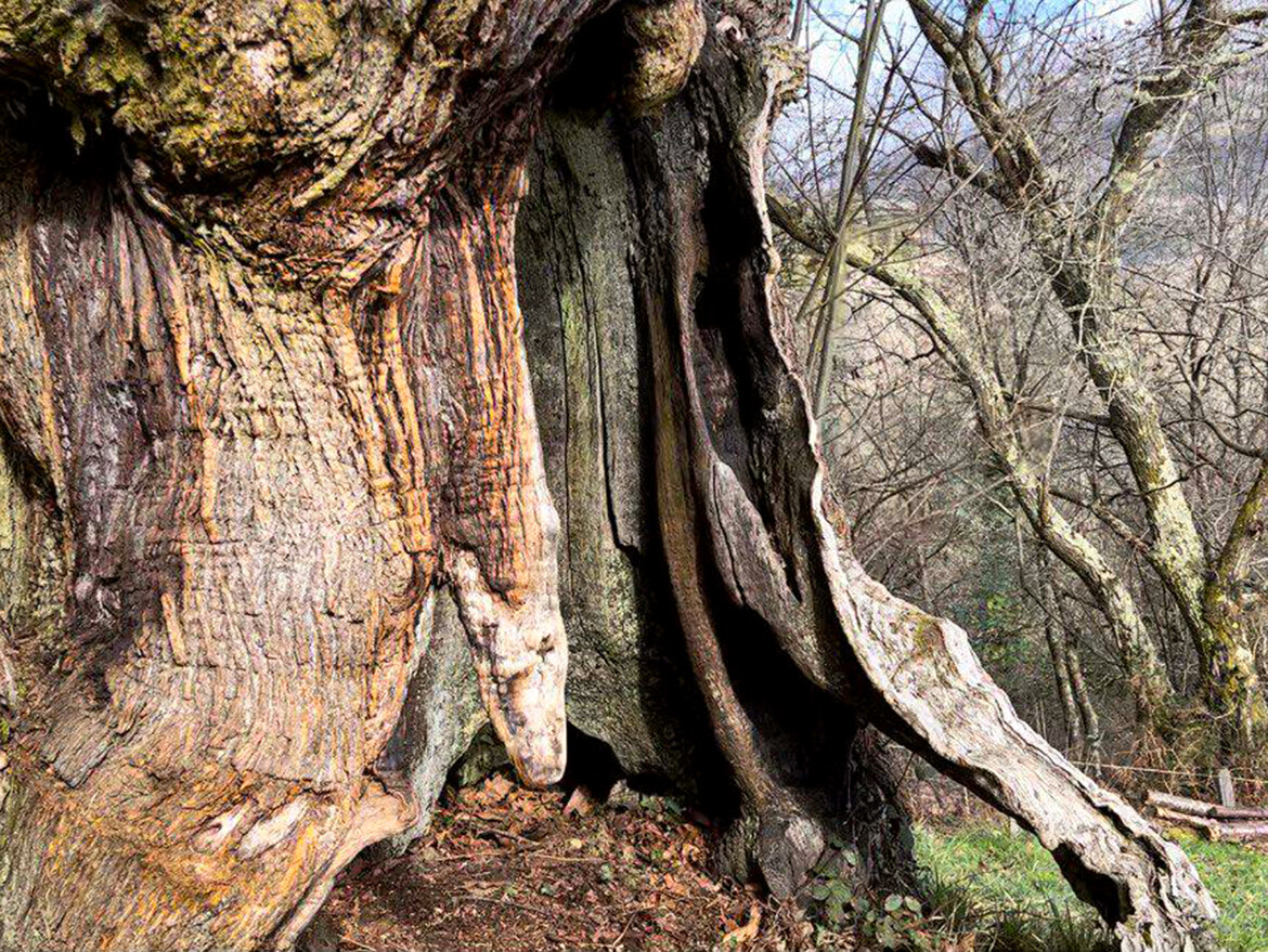 Castaño centenario | castaño centenario