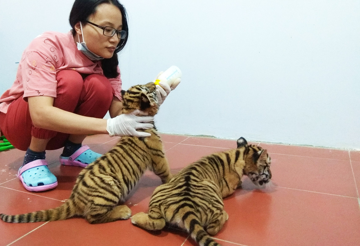 Our vet Nhung was feeding two tiger cubs when they first arrived at our center.
