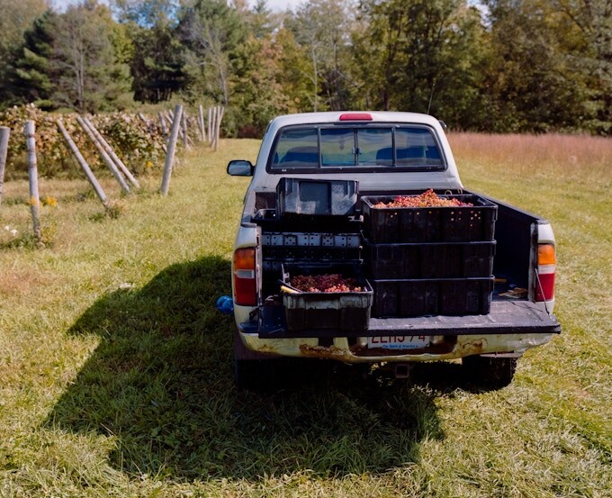 Harvest 2021 - Truck bed of Delaware; one of the three varietals of Labrusca grapes used for the 2021 cuveé.