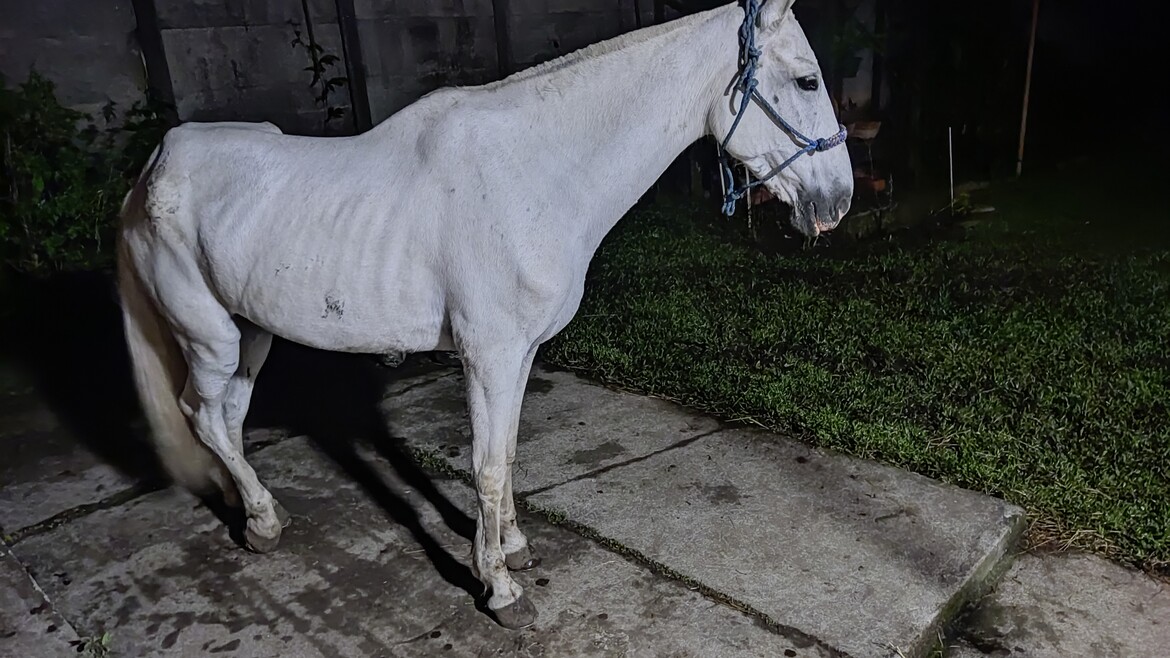 This is how I received Katrina in mid-November. Her physical condition was deeply worrying, and it broke my heart to see her like that.