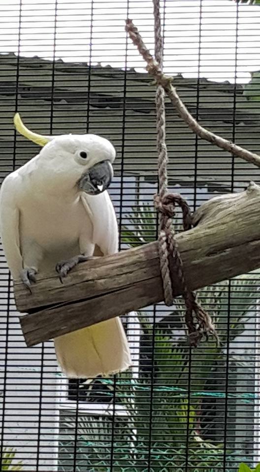 Dechog, one of the cute cockatoos at KFR Aviary