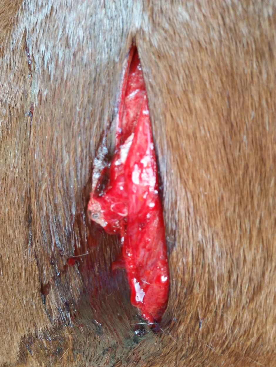 Rockets wound from Second attack. she jumped out of the farm over 1.40m hedge to escape the lion. ecovery is happening slowly with good care
