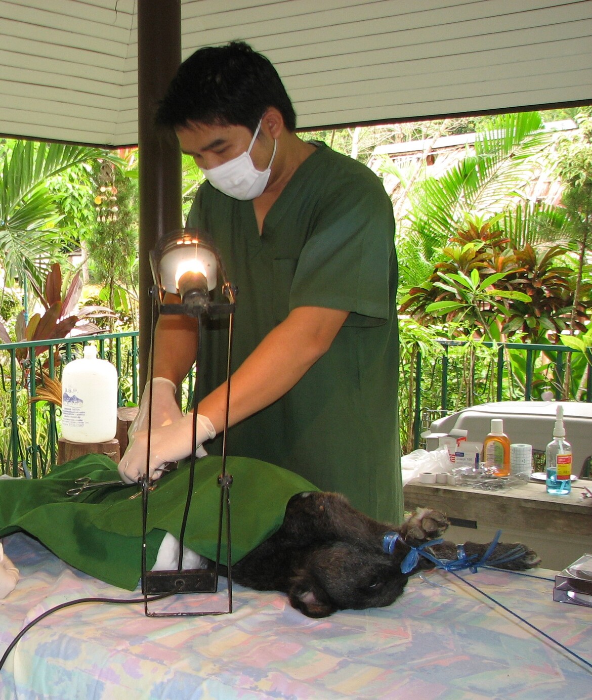 Two vets neutering a dog on sterile table