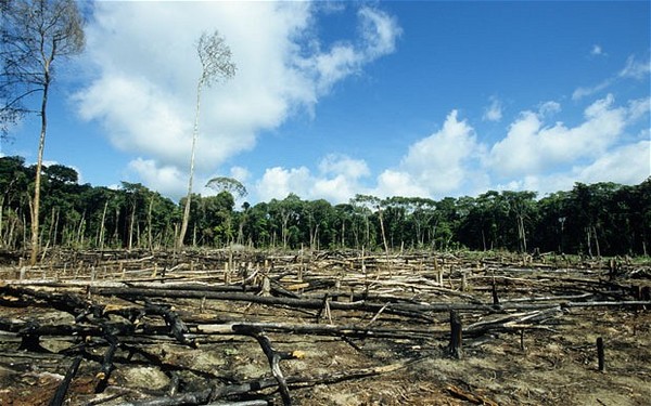 The image of deforestation in the name of building homes and facility for man