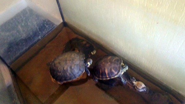 Some of the terrapins