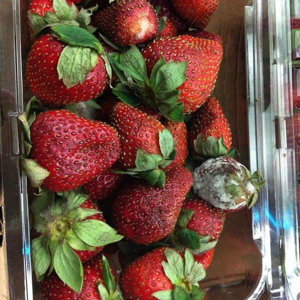 Strawberries at a local grocery store...no seriously