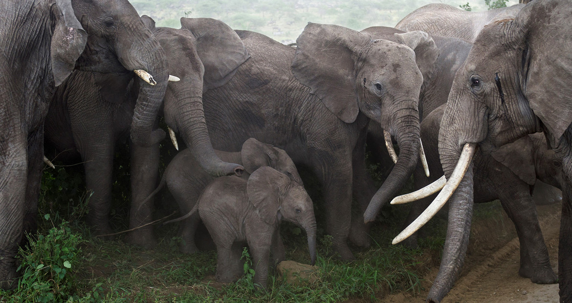 baby elephants protected by adult elephants