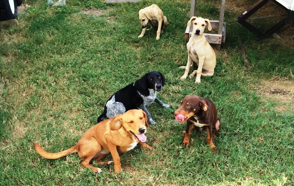 Before her accident: Cagney, Lacey and a group of other homeless dogs. Runge, TX