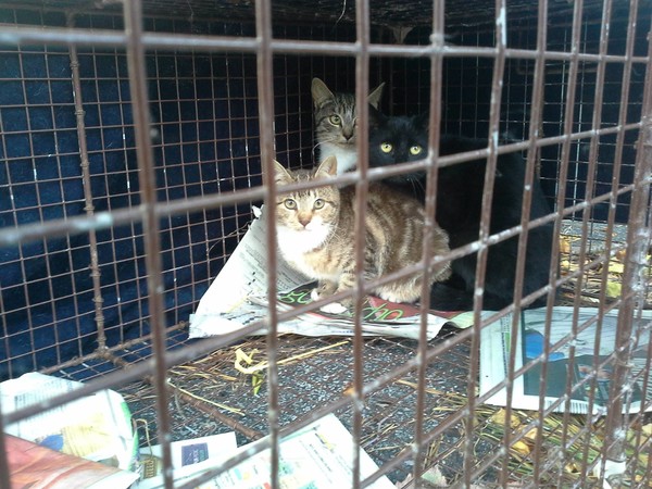 Cats trapped prior to being neutered and re-released