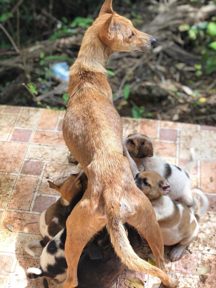 dumped mum feeding pups