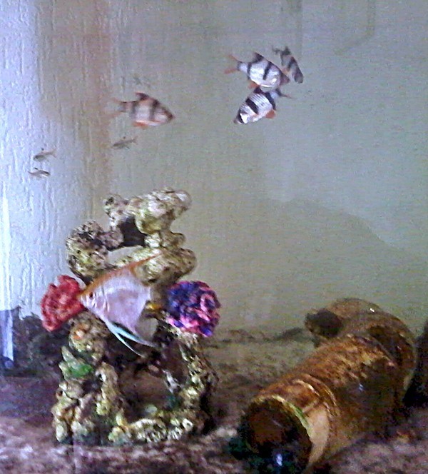 small tropical fish and angel fish