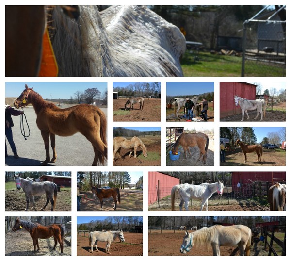 THe Horses of Nottoway