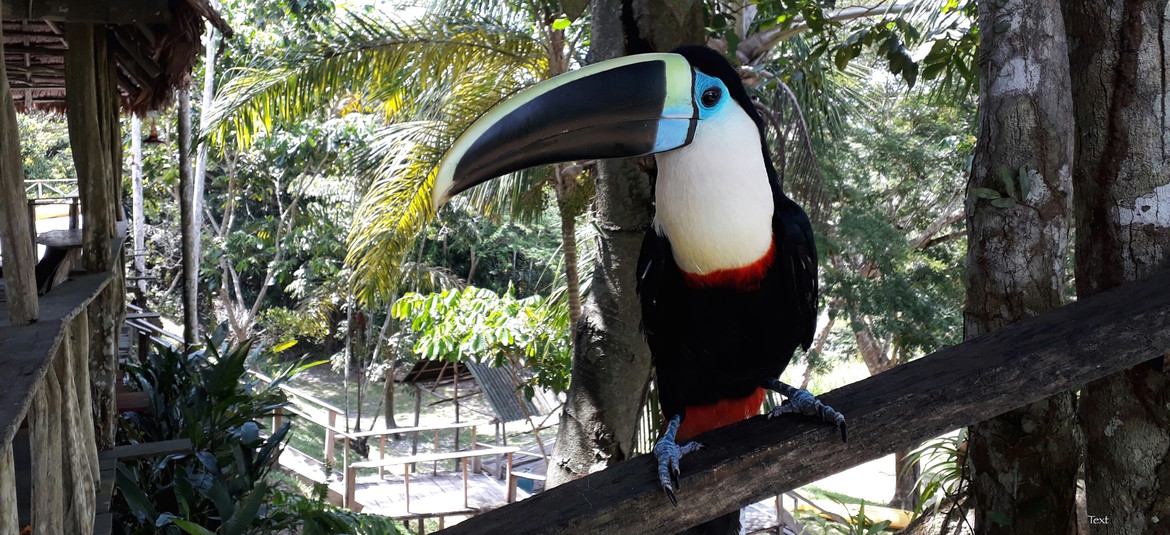 Toucan at one of the communities