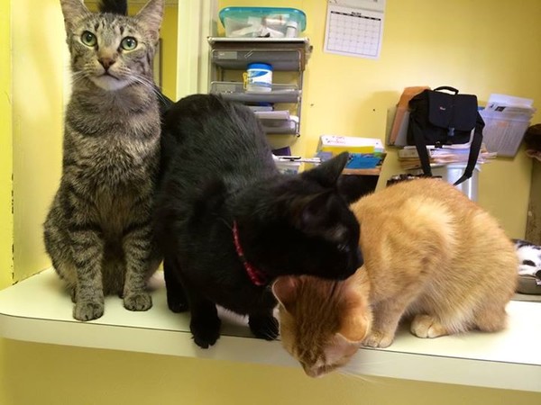 Three cats in our cage-free adoption center