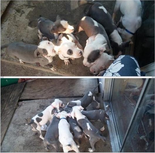 8 week old pit puppies