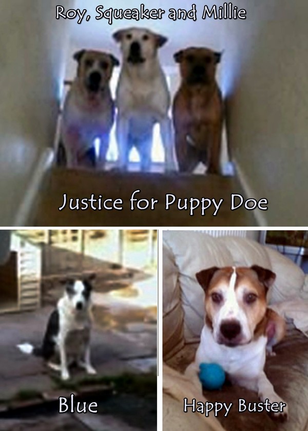 All of my dogs supporting the Justice for Puppy Doe campaign against animal cruelty.