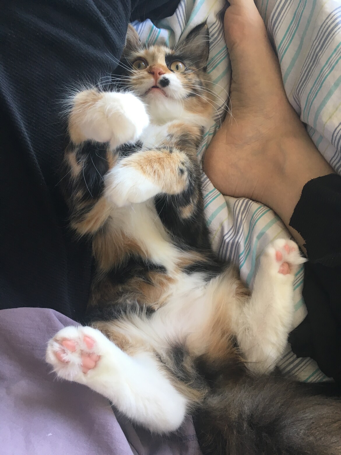 A playing calico kitten with white belly. River and I have been emotional support animals for each other since 2018!