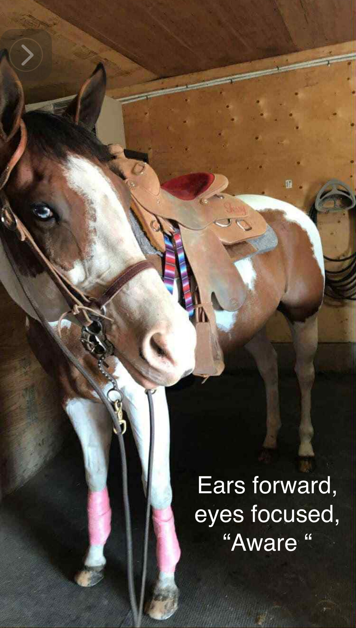 This gentle giant is ready for life at the sanctuary