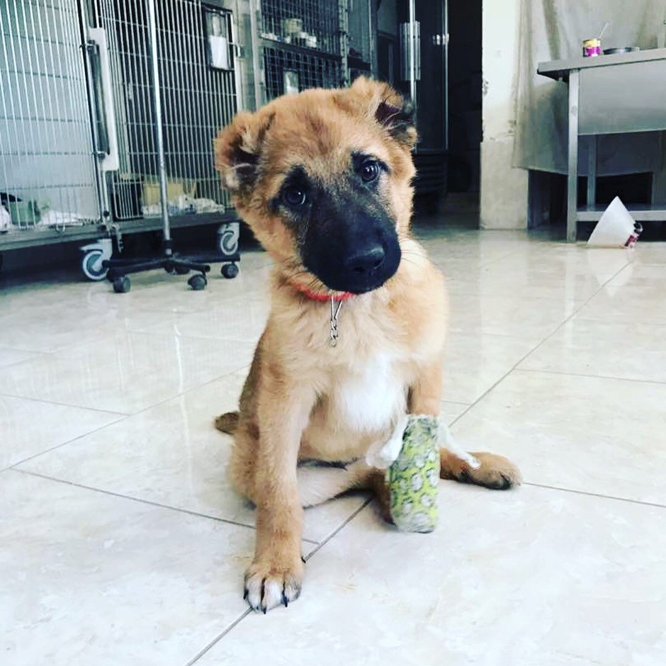 Hero at the Nowzad Clinic