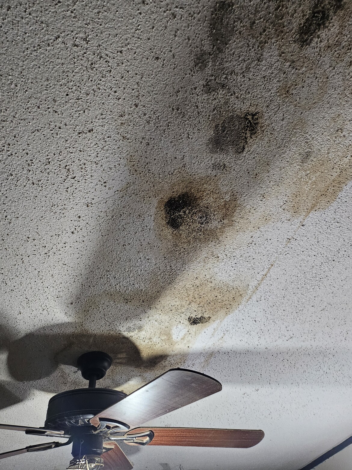 Roof leak with black mold.