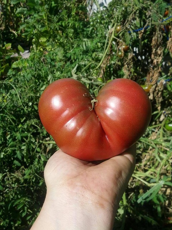 Heart shaped tomato grown with love!