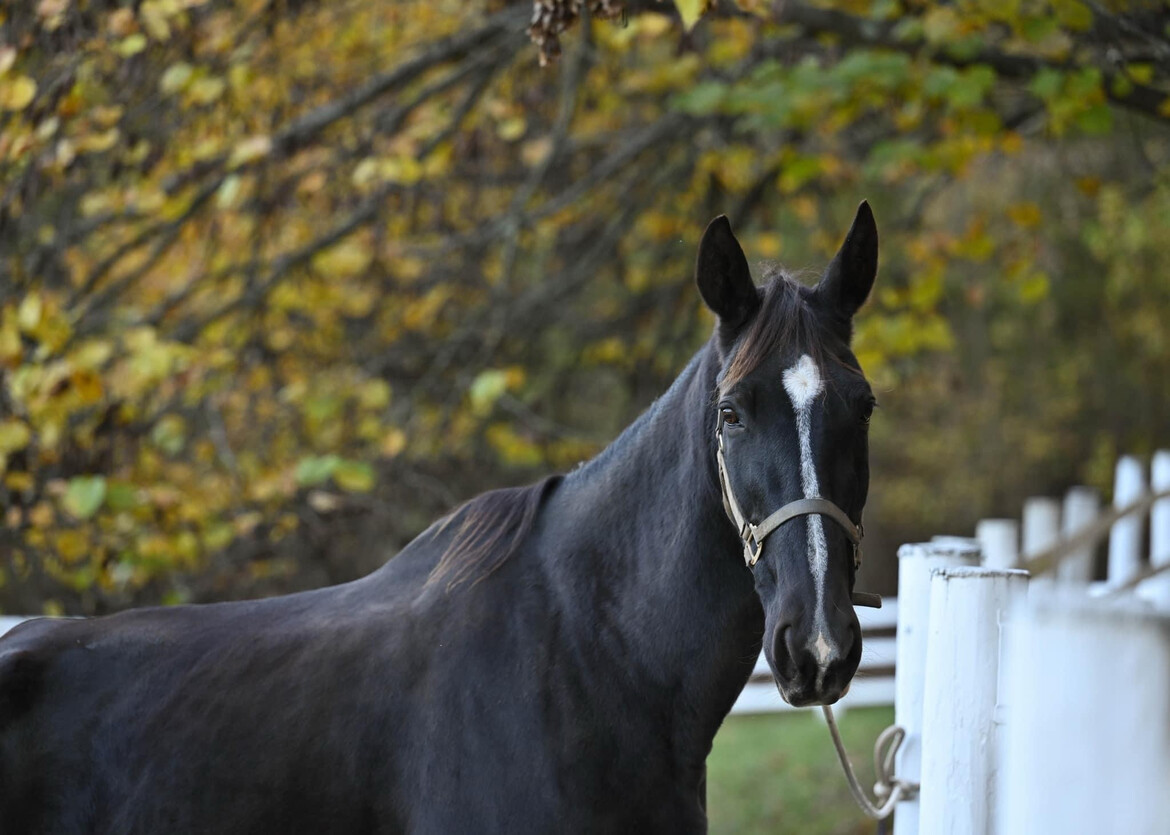 horse rescue