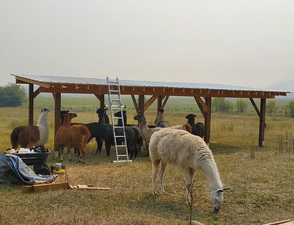 New 'triple' llama shelter under construction