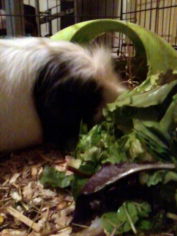 George the guinea pig eating - his favourite pastime