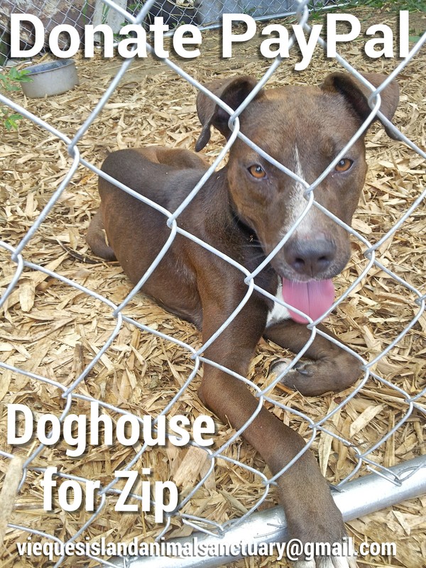 Zip didn't get his doghouse yet, but he is in a covered pen