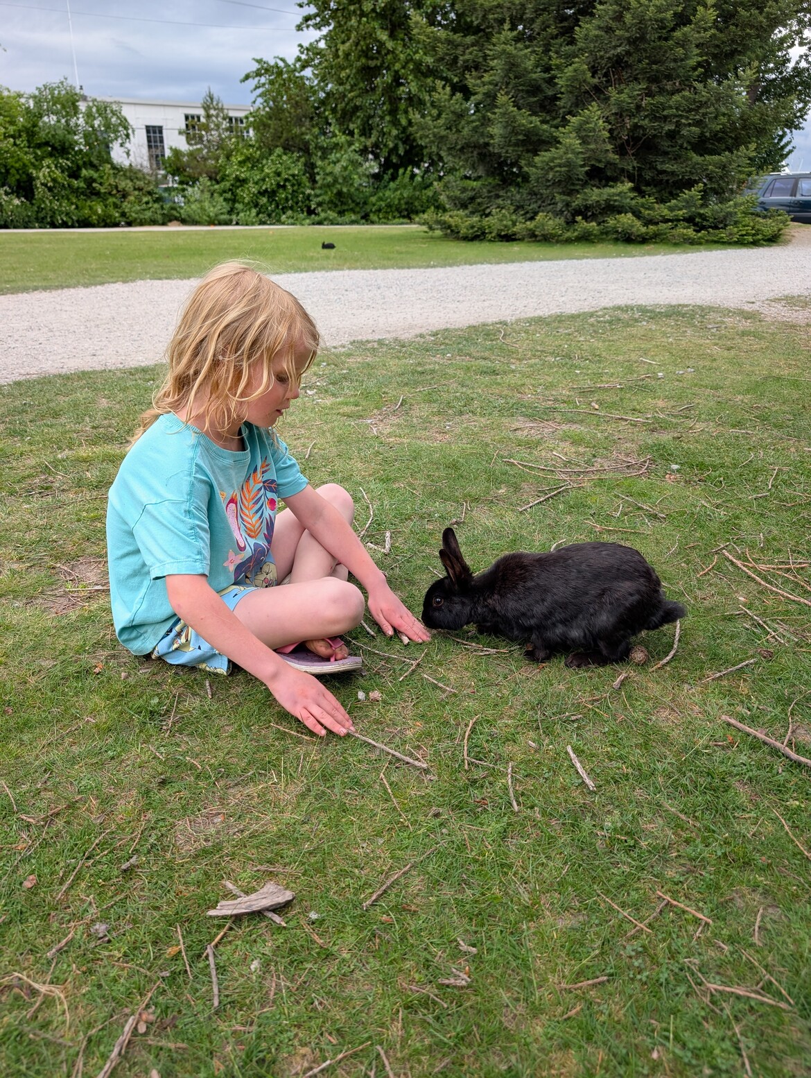 Blonde haired little girl putting finger out to black bunny on grass