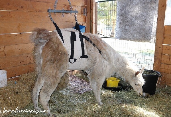 llama in a harness