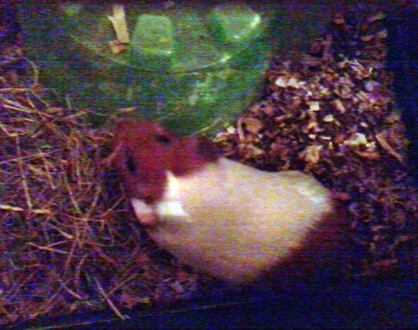 Pinky the guinea pig