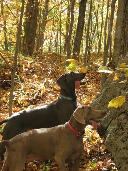 Lilly and Levi in the woods