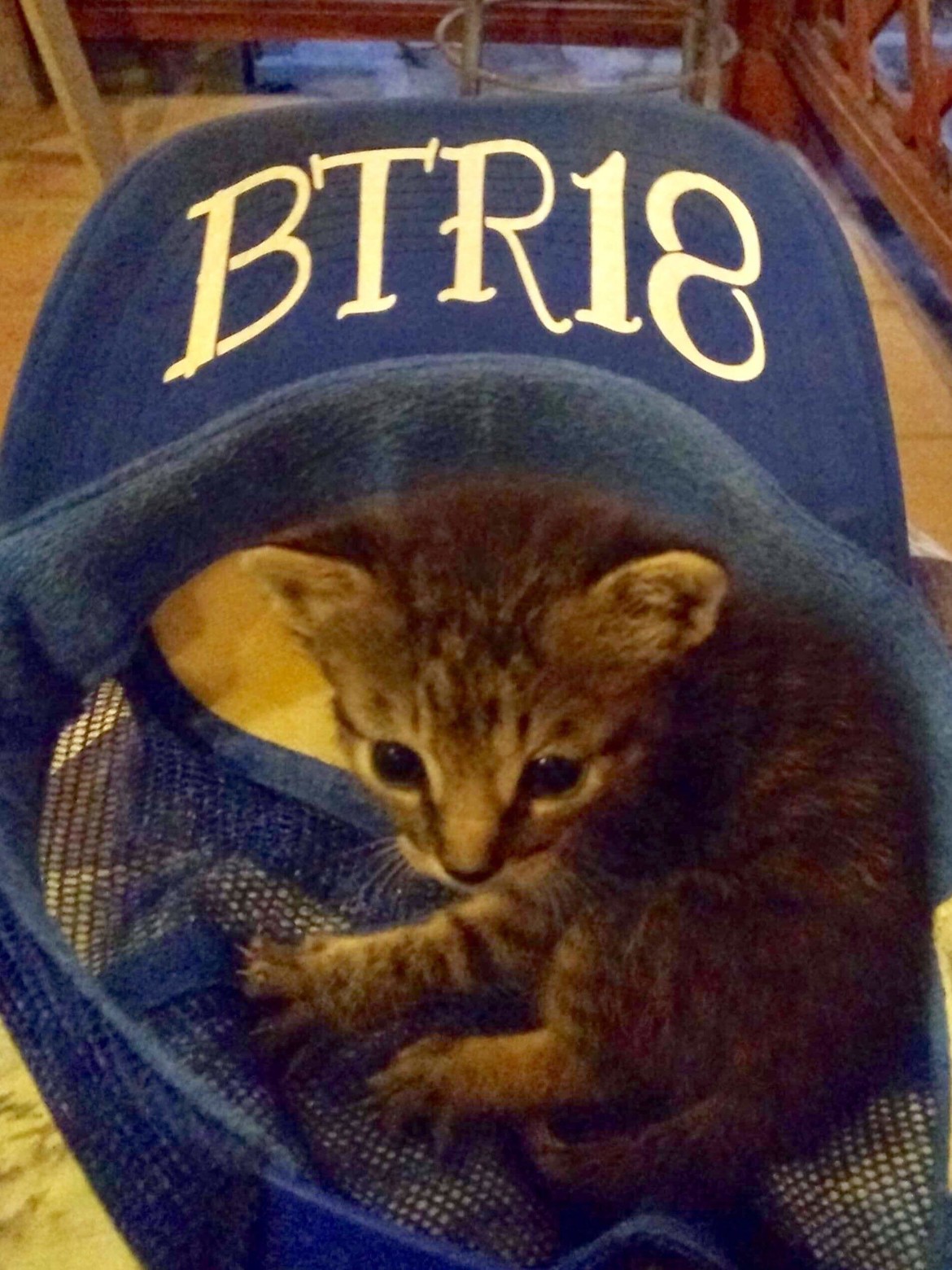 Born To Purr 2019